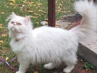 OYUN DELİSİ ERKEK İRAN KEDİSİ