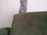 3 aylık 2 dişi 1 erkek scottish fold gri renk