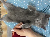 British shorthair yeni yuvasını arıyor