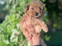 Maltipoo yavrular
