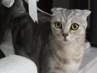 2 YAŞINDA KEDİMİ ACİL SAHİPLENDİRİYORUM (ÜCRETSİZ)