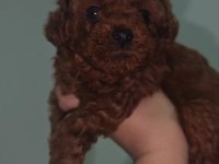 DARK CORE TOY POODLE YAVRU
