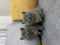 British shorthair kediler