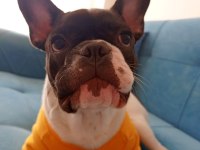 Sahiplendirilecek french bulldog