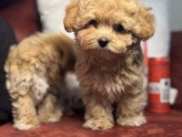 Ankarada ziyarete açık kore maltipoo yavrular