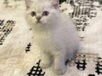 Brıtısh Shorthair Bebek Yüz Yavrularım