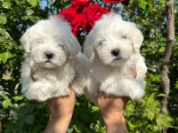MALTESE TERRİER