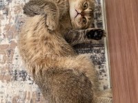 Scottish Fold Kırık Kulak Kedi