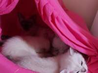 2 aylık yavru british shorthair siyam kırması