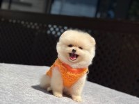 Pomeranian yavrular 2 aylık