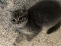 Yavrularımıza yuva arıyoruz british shorthair