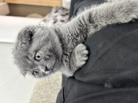 Scottish Fold Bebek