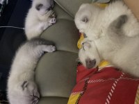 50 günlük evden ayrılmaya hazır 5 kedimiz