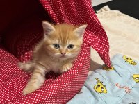 British shorthair sarı 3 aylık