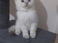 SCOTTİSH BRİTİSH ORJINAL A KALITE YAVRULARIMIZA YUVA