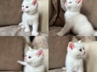 Beyaz Erkek British shorthair