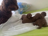 Kore toy poodle yavrular yeni yuvasını bekliyor