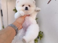 Teddy beyaz pomeranian boo