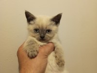 3 adet yavru british shorthair