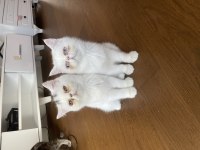 Exotic shorthair annesi ve iki dişi yavrusu