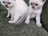 Yavru british longhair cins