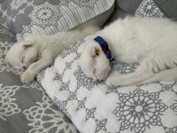 55 Günlük Scottish fold Yavrular Yeni Yuvalarını arıyorlar