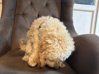 OYUNCU İLGİ BAĞIMLISI POODLE