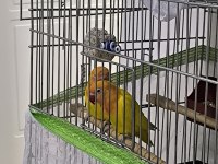 Yetişkin yavru muhabbet kuşları