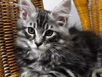 2 AYLIK şecereli Dev Maine coon yavrular