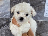 Teacup Orijinal bichon frise yavrular