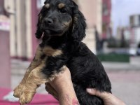 Özel olmak isteyenlere black tan cavalier king charles