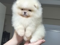 MİNİK PRENSES POMERANİAN BOO