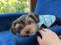 Tuvalet Eğitimi Tam Köpeğimiz