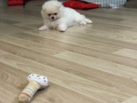 2,5 aylık dişi yavru pomeranian