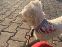 Ücretsiz sahiplendirme dişi köpeğimiz