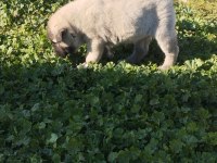 Üst düzey orjinal dişi kangal yavrusu