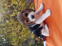 Elizabeth beagle cinsi yavrular