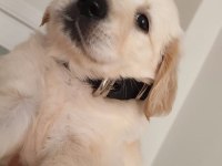 08/16 doğumlu Orjinal golden retriever
