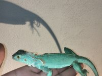 İguana yasal belgeli cipli