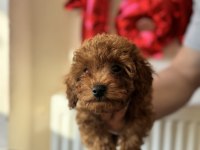 Poodle yavrularımıza yuva arıyoruz