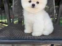 Orjinal Pomeranian Boo yavrumuz fındık 