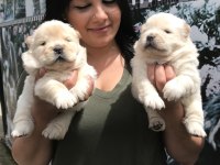Mükemmel chow chow yavrularım