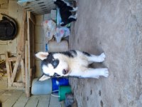 A kalite husky bebekler
