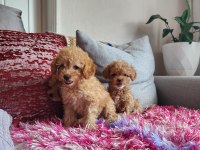 Sağlık Ve Irk Garantili Poodle