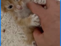Bebiş Kedilere Acil Yuva Arıyor