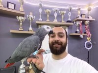 ÇOK KONUŞAN EVCİL JAKO PAPAĞANI
