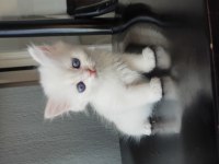 British longhair golden point