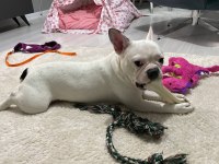 Eğitimli French Bulldog
