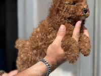 0 NUMARA TOY POODLE KIZIMIZ
