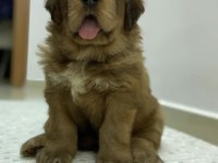 55 günlük Tibet mastiff yavru dişi kahverengi